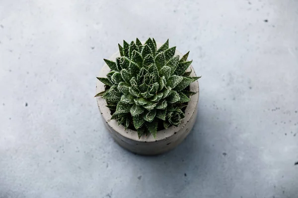 Succulent cactus plant in concrete pot on gray concrete background