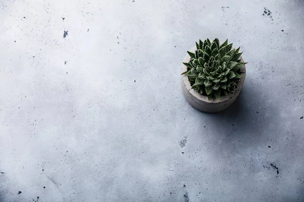 Succulent cactus plant in concrete pot on gray concrete background copy space