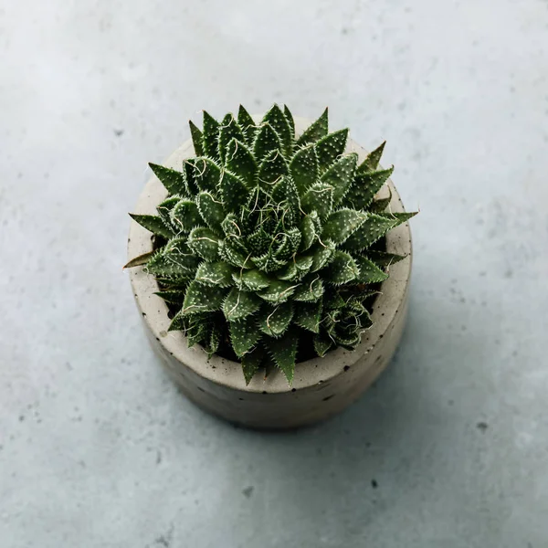 Succulent cactus plant in concrete pot on gray concrete backgroundkground,copy,space,