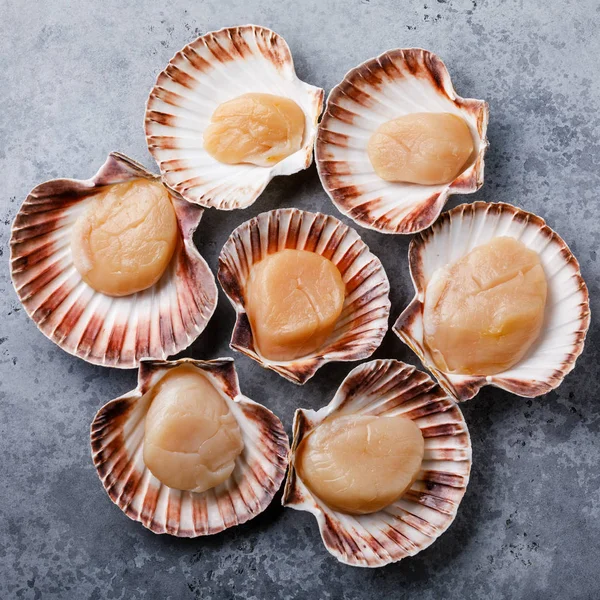 Raw uncooked Queen Scallops in shells on gray background