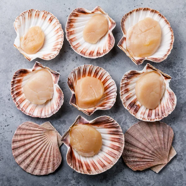 Raw uncooked Queen Scallops in shells on gray background