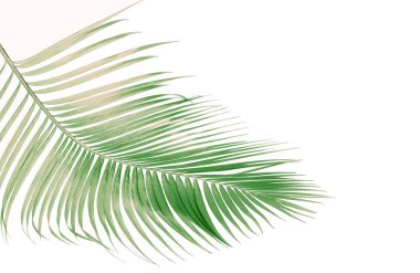 Tropikal yeşil palmiye yaprağıyla konsept yaz. Beyaz desenli arka planda yaprak dalları var. düz yatış, üst görünüm.