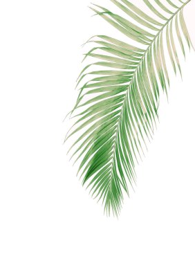 Tropikal yeşil palmiye yaprağıyla konsept yaz. Beyaz desenli arka planda yaprak dalları var. düz yatış, üst görünüm.