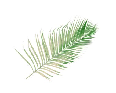 Tropikal yeşil palmiye yaprağıyla konsept yaz. Beyaz desenli arka planda yaprak dalları var. düz yatış, üst görünüm.