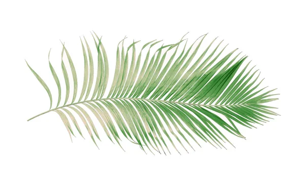 概念夏天与来自热带的绿色棕榈叶 叶状花叶枝树 在白色图案的背景上被隔离 顶部视图 — 图库照片