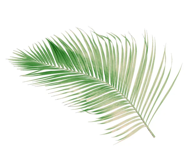 Konceptsommar Med Grönt Palmblad Från Tropiskt Frond Blommiga Blad Grenar — Stockfoto