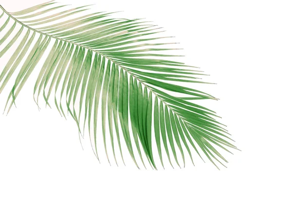 Koncepcja Lato Zielonych Liści Palmowych Tropikalnych Liść Kwiatowy Liść Gałąź — Zdjęcie stockowe