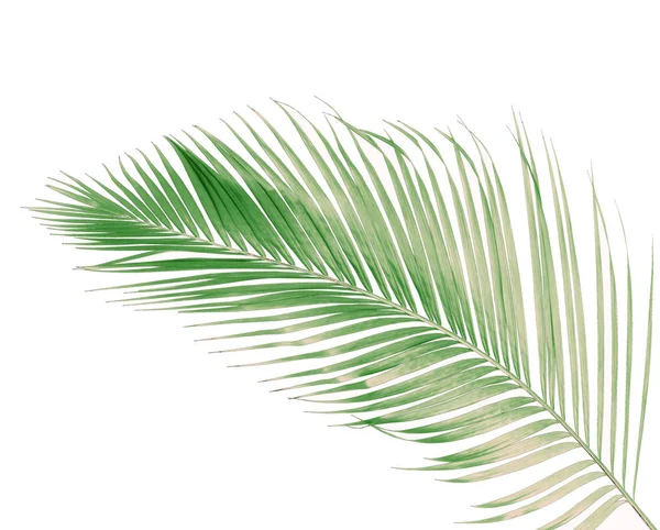 Concept Summer Green Palm Leaf Tropical Frond Floral Leaves Branches — Stock Photo, Image