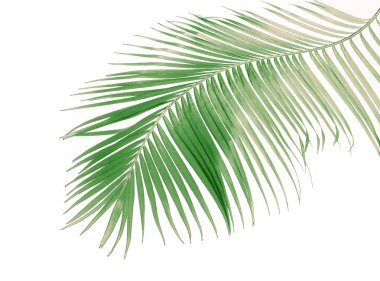 Tropikal yeşil palmiye yaprağıyla konsept yaz. Beyaz desenli arka planda yaprak dalları var. düz yatış, üst görünüm.