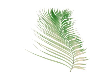 Tropikal yeşil palmiye yaprağıyla konsept yaz. Beyaz desenli arka planda yaprak dalları var. düz yatış, üst görünüm.