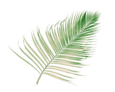 Tropikal yeşil palmiye yaprağıyla konsept yaz. Beyaz desenli arka planda yaprak dalları var. düz yatış, üst görünüm.