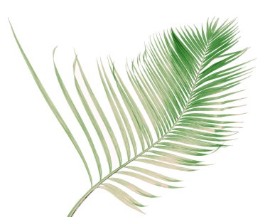 Tropikal yeşil palmiye yaprağıyla konsept yaz. Beyaz desenli arka planda yaprak dalları var. düz yatış, üst görünüm.