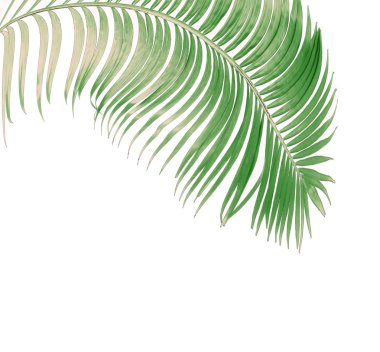 Tropikal yeşil palmiye yaprağıyla konsept yaz. Beyaz desenli arka planda yaprak dalları var. düz yatış, üst görünüm.