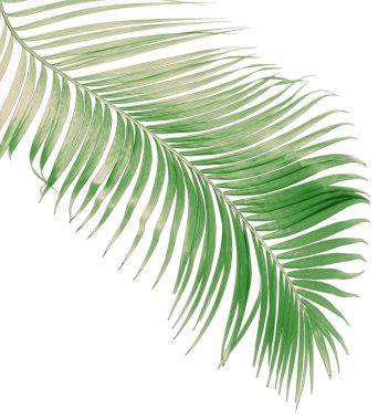 Tropikal yeşil palmiye yaprağıyla konsept yaz. Beyaz desenli arka planda yaprak dalları var. düz yatış, üst görünüm.