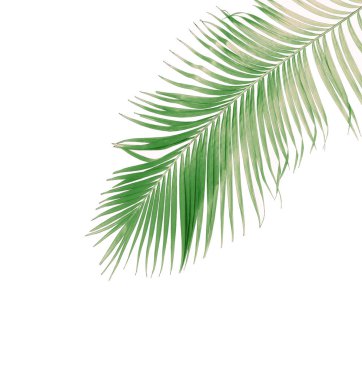 Tropikal yeşil palmiye yaprağıyla konsept yaz. Beyaz desenli arka planda yaprak dalları var. düz yatış, üst görünüm.