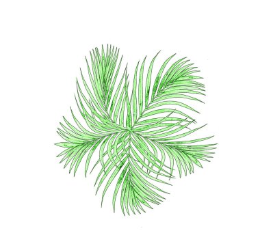 Beyaz arkaplanda yeşil palmiye yaprakları