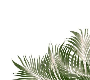 Palmiye ağacının yeşil yaprağı