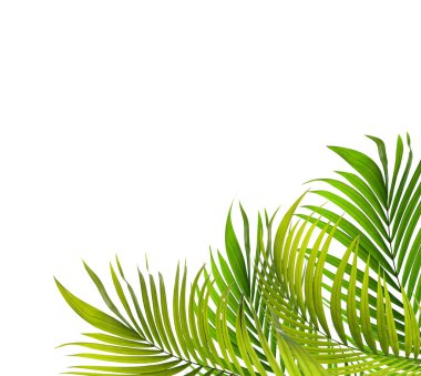 Palmiye ağacının yeşil yaprağı