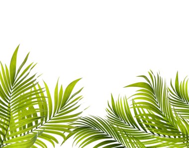 Palmiye ağacının yeşil yaprağı