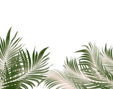 Palmiye ağacının yeşil yaprağı