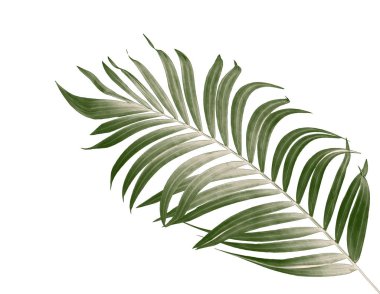 Beyaz arkaplanda yeşil palmiye yaprakları
