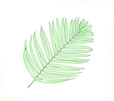 Beyaz arkaplanda yeşil palmiye yaprakları