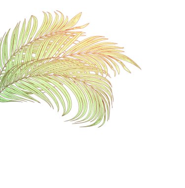Beyaz arkaplanda yeşil palmiye yaprakları
