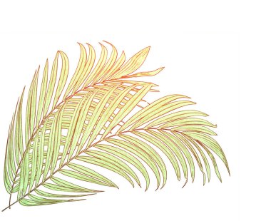 Beyaz arkaplanda izole edilmiş yeşil palmiye yaprakları