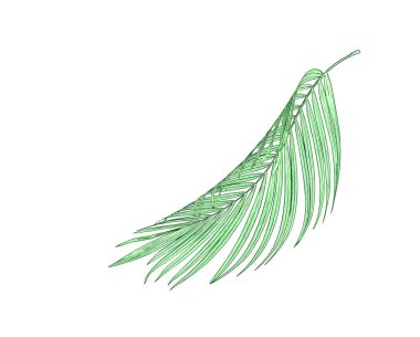 Beyaz arkaplanda izole edilmiş yeşil palmiye yaprakları