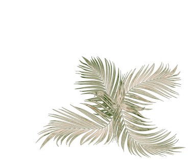 Beyaz arkaplanda yeşil palmiye yaprağı