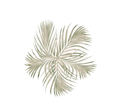 Palmiye ağacının yeşil yaprağı