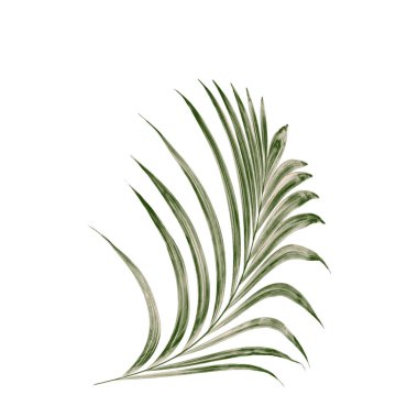 Beyaz arkaplanda yeşil palmiye yaprağı