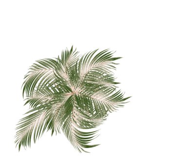 Beyaz arkaplanda yeşil palmiye yaprağı
