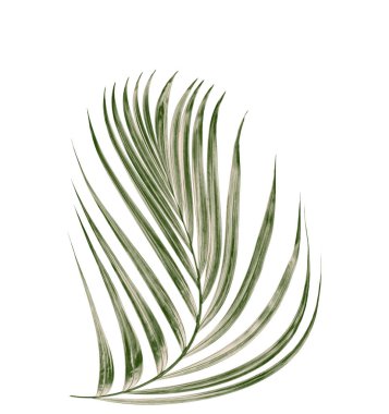 Beyaz arkaplanda yeşil palmiye yaprağı