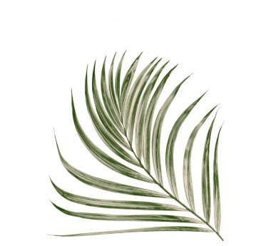 Beyaz arkaplanda yeşil palmiye yaprağı