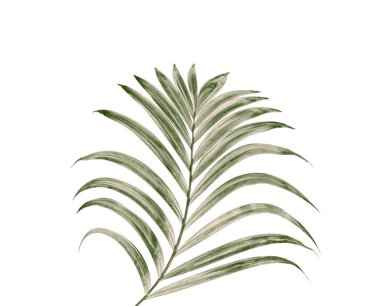 Beyaz arkaplanda izole edilmiş yeşil palmiye yaprağı