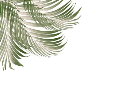 Palmiye ağacının yeşil yaprağı