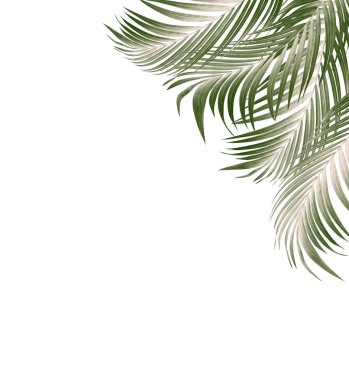 Palmiye ağacının yeşil yaprağı