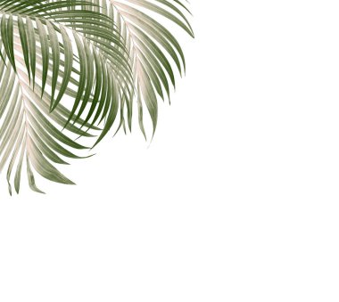 Palmiye ağacının yeşil yaprağı