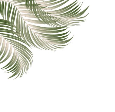 Palmiye ağacının yeşil yaprağı