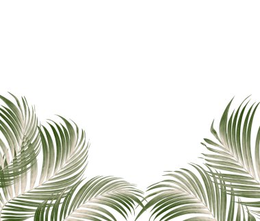 Palmiye ağacının yeşil yaprağı