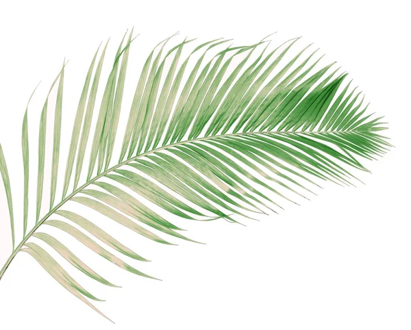Tropikal Yeşil Palmiye Yaprağıyla Konsept Yaz Beyaz Desenli Arka Planda — Stok fotoğraf