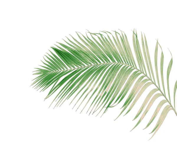 Concepto Verano Con Hoja Palma Verde Tropical Hojas Florales Frondosas — Foto de Stock