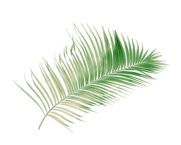 Konceptsommar Med Grönt Palmblad Från Tropiskt Frond Blommiga Blad Grenar — Stockfoto