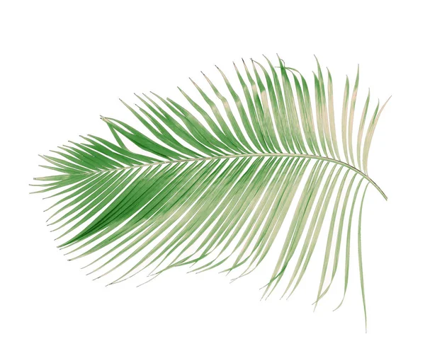 Concept Summer Green Palm Leaf Tropical Frond Floral Leaves Branches — Stock Photo, Image