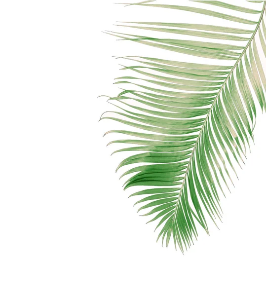 Concept Summer Green Palm Leaf Tropical Frond Floral Leaves Branches — Stock Photo, Image