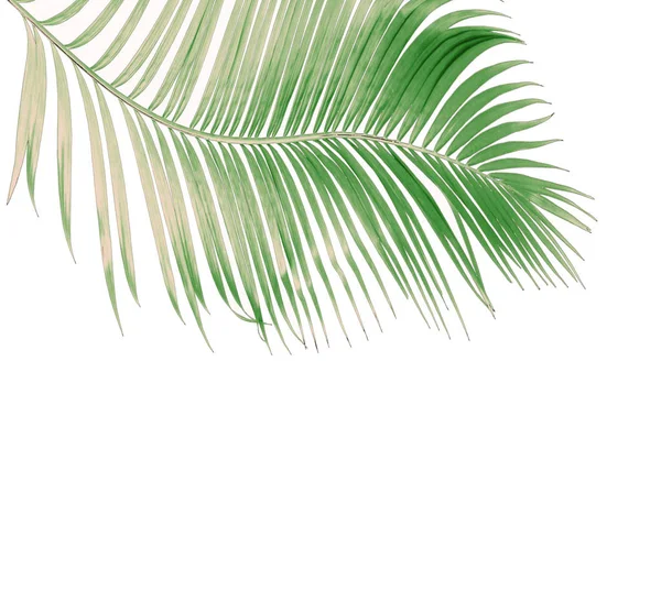 Concept Été Avec Feuille Palmier Vert Tropical Feuilles Florales Frondes — Photo