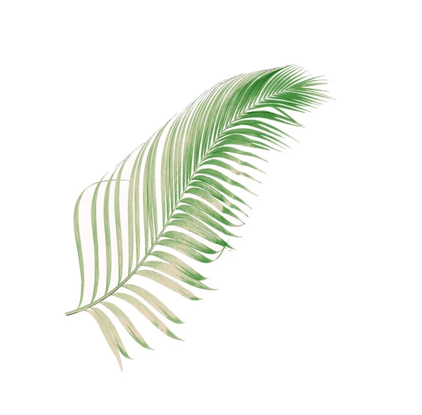 Konceptsommar Med Grönt Palmblad Från Tropiskt Frond Blommiga Blad Grenar — Stockfoto