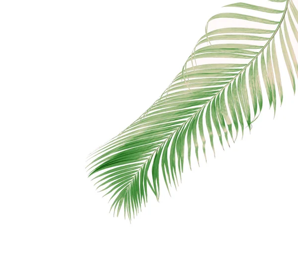 Koncepcja Lato Zielonych Liści Palmowych Tropikalnych Liść Kwiatowy Liść Gałąź — Zdjęcie stockowe