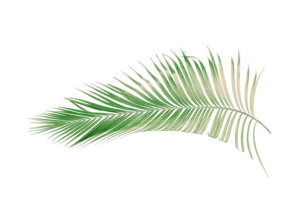 Concept Summer Green Palm Leaf Tropical Frond Floral Leaves Branches — Stock Photo, Image